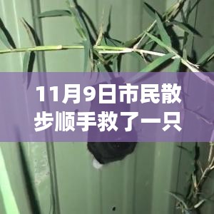 散步奇遇，救助‘鳥(niǎo)界二哈’的自我成長(zhǎng)啟示