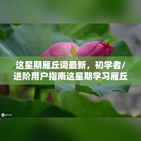 初學者與進階用戶指南，這星期學習雁丘詞的詳細步驟與最新指南