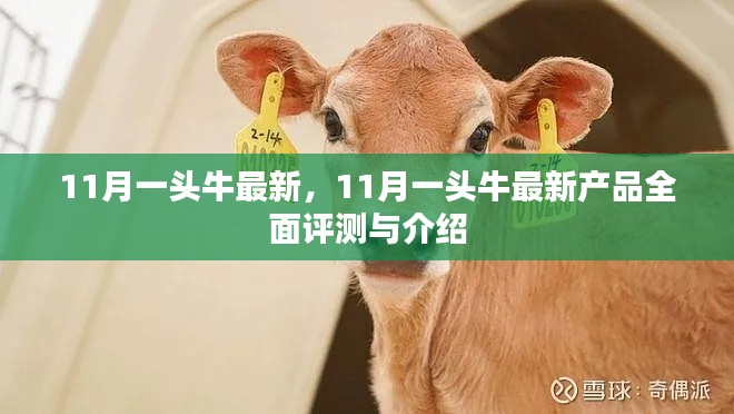 11月一頭牛最新產(chǎn)品全面評測與介紹，最新動態(tài)一覽