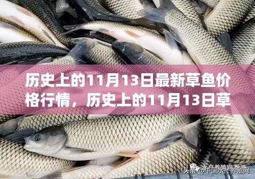 歷史上的草魚行情，揭秘11月13日的草魚價格與市場走勢分析