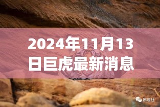 巨虎躍新天，學(xué)習(xí)力量與自信之光的蛻變——2024年11月13日最新消息