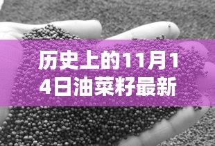 歷史上的11月14日油菜籽價格行情解析及查詢指南，最新行情與查詢步驟全解析