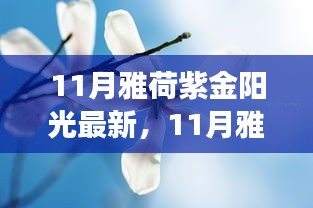 11月雅荷紫金陽光下的勵志蛻變，自信、成就與正能量并行不悖的旅程