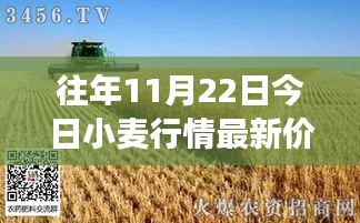 11月22日小麥行情深度解析，最新價格與市場影響力回顧