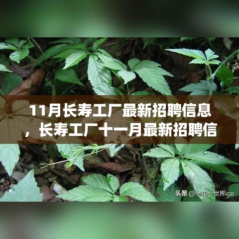 11月長壽工廠最新招聘信息詳解，如何順利應(yīng)聘長壽工廠并提升競爭力？