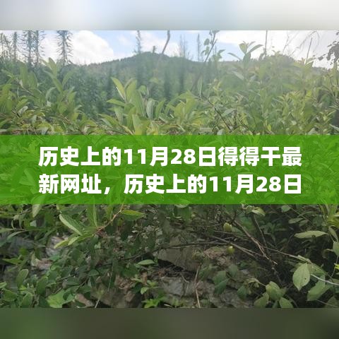 歷史上的11月28日，追尋自然美景之旅，探索內(nèi)心寧靜港灣的新網(wǎng)址揭秘