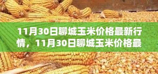 掌握聊城玉米最新行情，解析11月30日玉米價(jià)格動(dòng)態(tài)及應(yīng)對(duì)策略