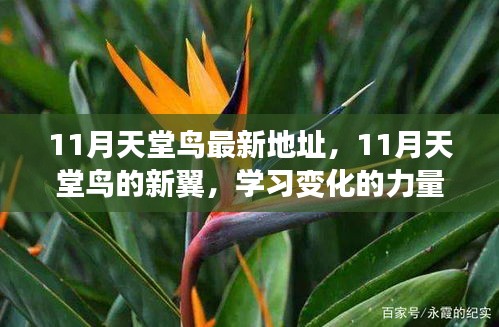 11月天堂鳥新翼展翅，學(xué)習(xí)變化力量，自信翱翔人生藍天