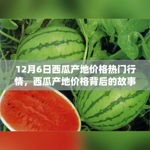 12月6日西瓜產(chǎn)地價(jià)格深度解析，變化的力量與自信的種子