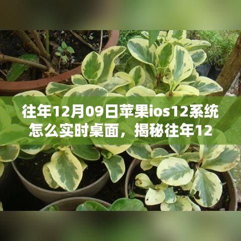 揭秘，蘋(píng)果iOS 12系統(tǒng)實(shí)時(shí)桌面設(shè)置指南（往年12月9日發(fā)布）