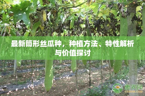 最新筒形絲瓜種，種植方法、特性解析與價值探討
