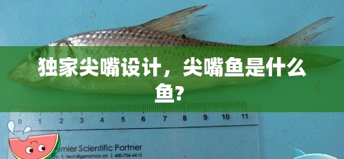 獨(dú)家尖嘴設(shè)計，尖嘴魚是什么魚? 