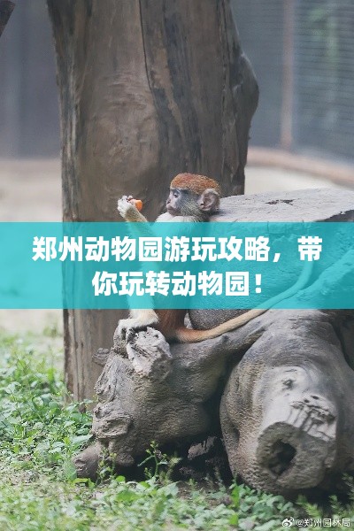 鄭州動(dòng)物園游玩攻略，帶你玩轉(zhuǎn)動(dòng)物園！