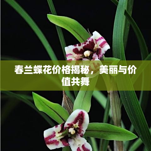 春蘭蝶花價格揭秘，美麗與價值共舞