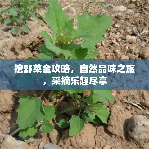 挖野菜全攻略，自然品味之旅，采摘樂趣盡享