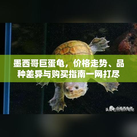 墨西哥巨蛋龜，價格走勢、品種差異與購買指南一網(wǎng)打盡