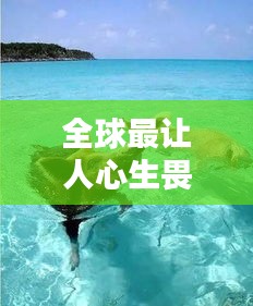 全球最讓人心生畏懼的海豹排名大揭秘！