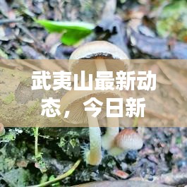 武夷山最新動態(tài)，今日新聞速遞