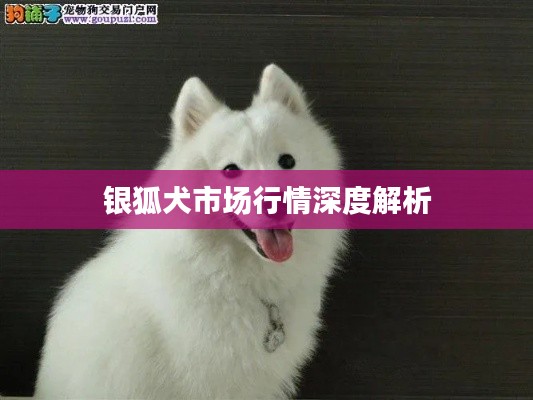 銀狐犬市場(chǎng)行情深度解析