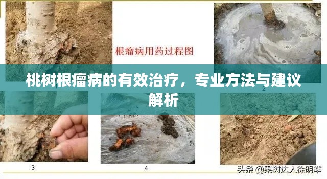 桃樹根瘤病的有效治療，專業(yè)方法與建議解析