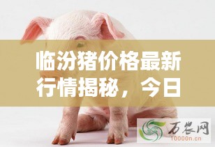 臨汾豬價(jià)格最新行情揭秘，今日走勢分析與預(yù)測