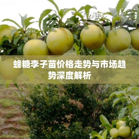 蜂糖李子苗價(jià)格走勢(shì)與市場(chǎng)趨勢(shì)深度解析