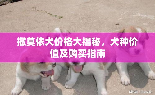 撒莫依犬價格大揭秘，犬種價值及購買指南