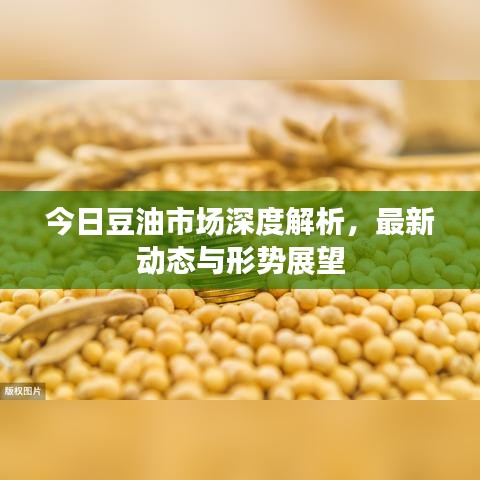 今日豆油市場深度解析，最新動態(tài)與形勢展望