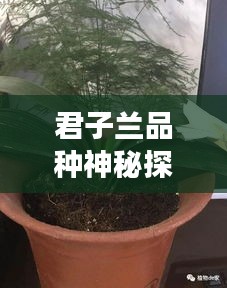 君子蘭品種神秘探秘之旅