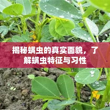 揭秘螨蟲的真實面貌，了解螨蟲特征與習性