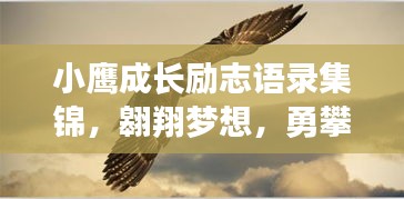 小鷹成長(zhǎng)勵(lì)志語(yǔ)錄集錦，翱翔夢(mèng)想，勇攀高峰！