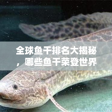 全球魚干排名大揭秘，哪些魚干榮登世界之最榜單？