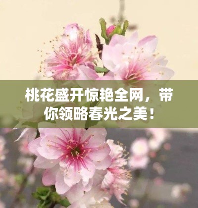 桃花盛開驚艷全網(wǎng)，帶你領(lǐng)略春光之美！