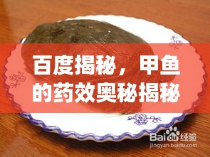 百度揭秘，甲魚(yú)的藥效奧秘揭秘！