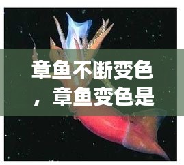 章魚不斷變色，章魚變色是主動變異嗎 