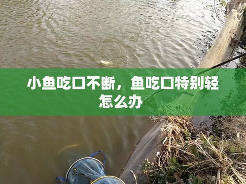 小魚吃口不斷，魚吃口特別輕怎么辦 
