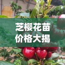 芝櫻花苗價格大揭秘，價值與種植成本全解析
